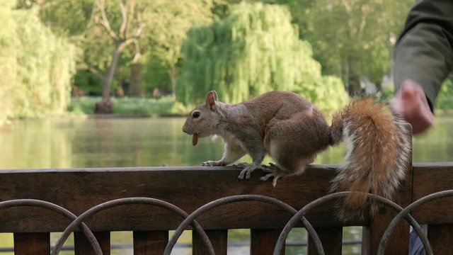 Cute wild European squirrel eating nut from person hand with hungry pigeons flying around in a park with pond environment.