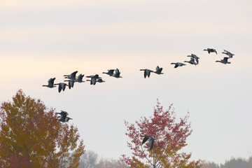 Greylag geese, Anser anser, Germany, Europe