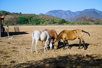 Los caballos están alimentándose en el campo del pueblo Mascota Jalisco México.