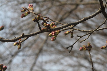 桜のつぼみ