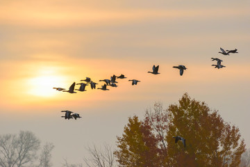 Greylag geese at sunrise, Anser anser, Germany, Europe