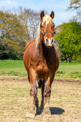 Obraz premium Cheval de race comtoise en pied de face