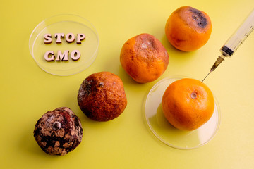 Hierarchy of spoiled Mandarin by changing the genetic type of fetus. Lined up as a percent symbol. STOP GMO in a petri dish. The concept of laboratory work with GMOs. Background of lemon color.