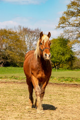 Cheval de race comtoise en pied de face