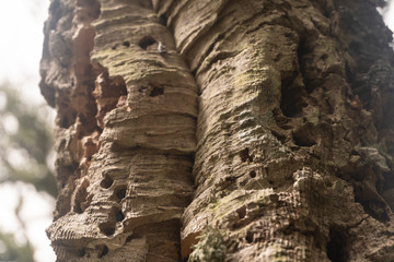 bark of a cork oak; closeup shot