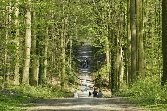 Promenade sur un chemin traversant le creux d'une vallée au milieu de la forêt de hêtre au Hallerbos près de Halle