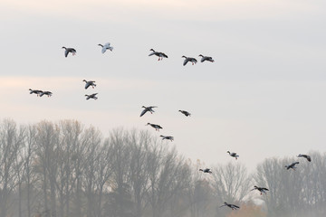 Greylag geese, Anser anser, Germany, Europe