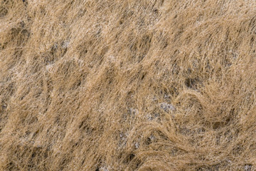 background of dried seaweed with salt
