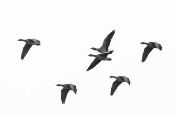 Fototapeta premium Greylag geese, Anser anser, Germany, Europe