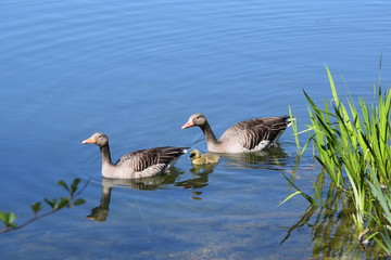 Graugans Familie