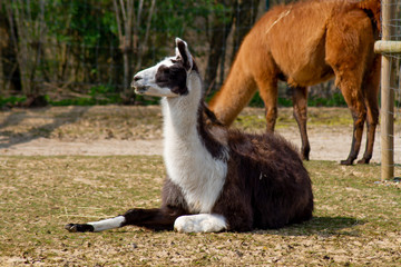 Fototapeta premium alpaga