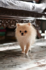 Light brown Pomeranian puppy walking in marble floor room with wooden bed in soft focus back ground