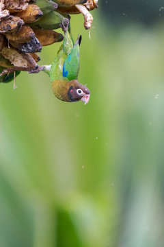 Brown-hooded Parrot (Pionopsitta haematotis) feeding on bananas