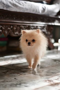 Light brown Pomeranian puppy walking in marble floor room with wooden bed in soft focus back ground