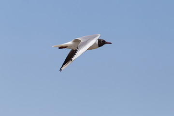 view on black-headed gull flying in a blue sky