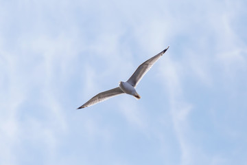 Fototapeta na wymiar common gull flying in a cloudy sky