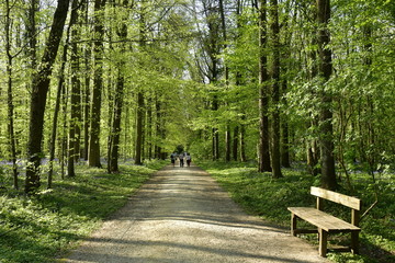 L'un des rares bancs le long d'un chemin de promenade sous le feuillage luxuriant des hêtres au printemps à la forêt de hêtres du Hallerbos près de Halle