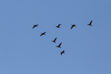 flock of great black cormorants flying in a blue sky