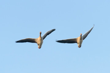 Greylag geese, Anser anser, Germany, Europe