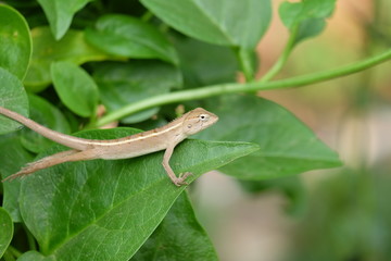 lizard on tree