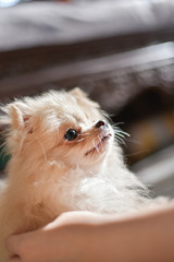 Light brown Pomeranian puppy looking to the right with soft focus background with a human hand
