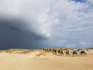 Fototapeta na wymiar camels wandering over sand dunes in the desert with storm clouds ahead lost and isolated dehydrated with no water