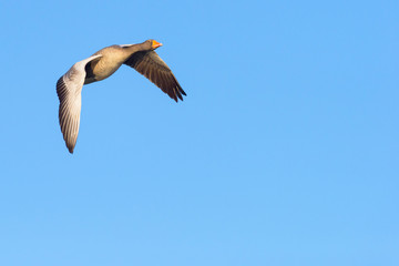 Flying Greylag Goose, Anser anser, Germany, Europe