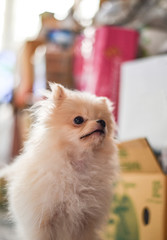 Light brown Pomeranian puppy looking to the top right with soft focus background