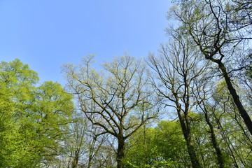 Hêtres majestueux pas encore en feuille s'élançant vers le ciel à la forêt de Hallerbos près de Halle 