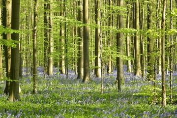 Fototapeta premium Troncs de jeunes hêtres sombres contrastant avec la lumière de vers la fin de journée et surtout le tapis mauve de milliers de jacinthes sauvages au sol ,à la forêt de Hallerbos près de Halle