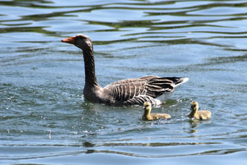 Graugans mit Küken