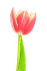 Tulip with leaf on white background