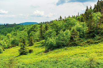 forest on hill in summer mountain landscape.  beautiful scenery on a sunny day with cloudy sky. wonderful nature background. explore carpathians concept