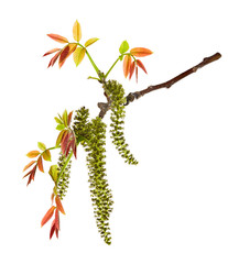 Obraz premium Twig of walnut with male flower. Spring twig with walnut leaves on white background.