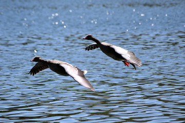 Fliegende Graugänse