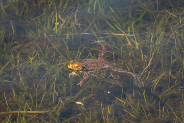 Beautiful green frog in the water, picture taken in the Netherlands nearby Staphorst