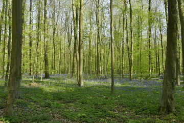 Fototapeta premium Contraste de couleurs mauves et vertes de la végétation et surtout par des milliers de jacinthes sauvages qui tapisse le sol entre les hêtres de la forêt du Hallerbos près de Halles