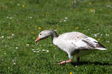 Weiße Graugans