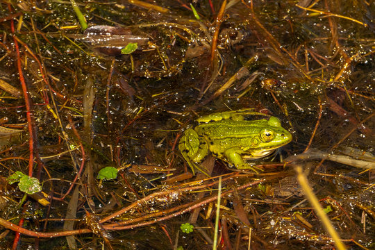 Beautiful green frog in the water, picture taken in the Netherlands nearby Staphorst