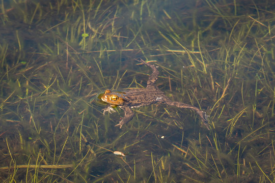 Beautiful green frog in the water, picture taken in the Netherlands nearby Staphorst