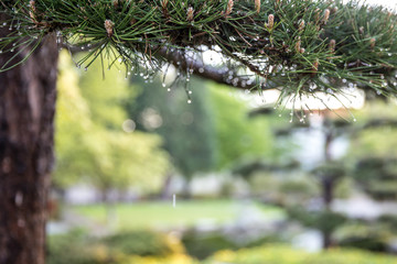 Der Park Planten un Blomen in Hamburg