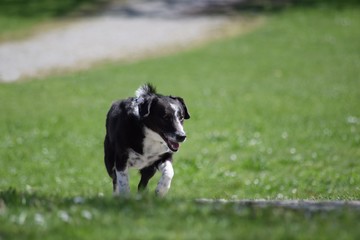 Hund auf Wiese