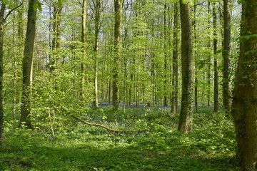 Végétation dense entre les hêtres avec au sol des plantes vertes et surtout la couleur mauve de milliers de jacinthes sauvages à la forêt de Hallerbos près de Halle