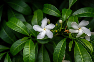 Fototapeta na wymiar White Flower 7