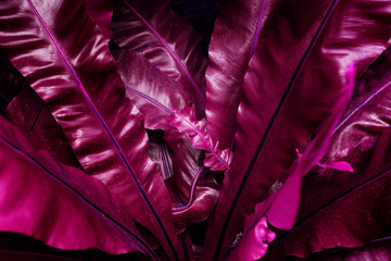 Ultra Violet background effect made of tropical leaves