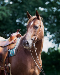 Quarter horse in western outfit with green bokeh