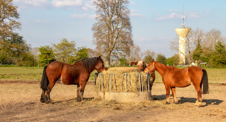 Chevaux de selle français et comtois devant râtelier à foin