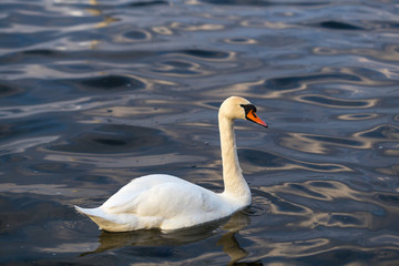 Close-up portrait of a white Swan on the water.