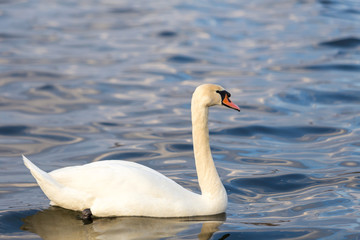 Close-up portrait of a white Swan on the water.