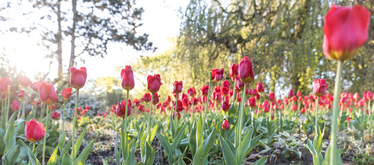 Der Park Planten un Blomen in Hamburg